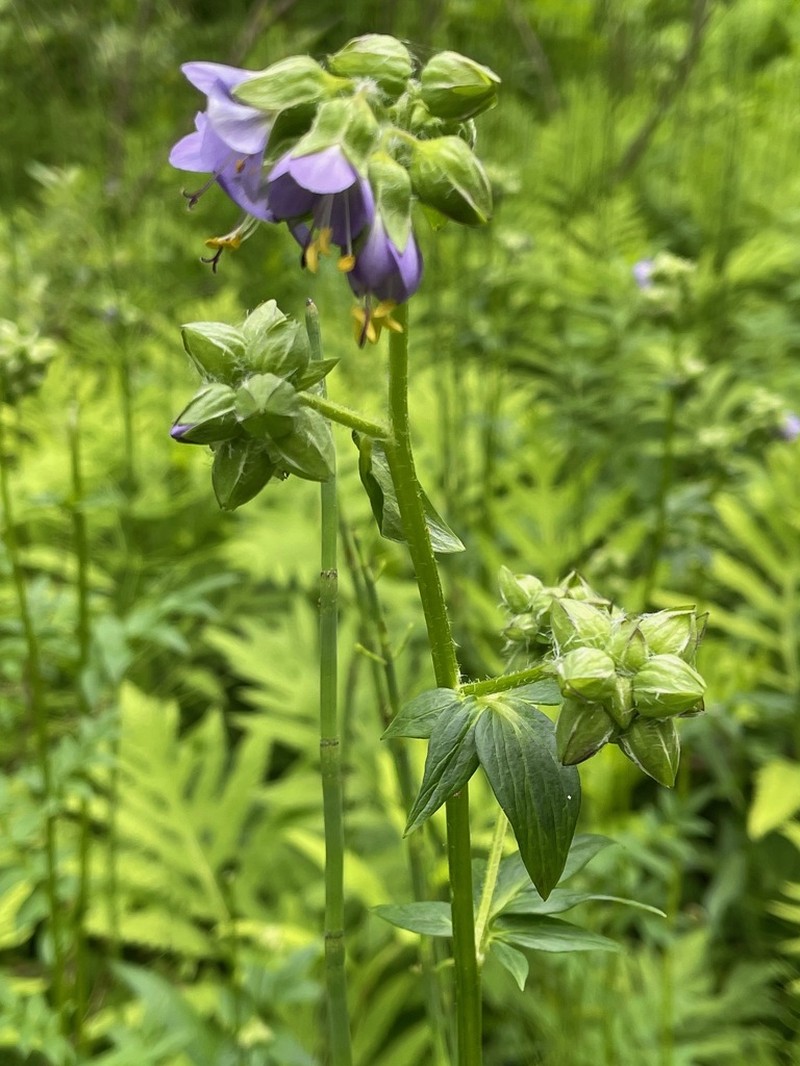 Vanbrunt's Polemonium photo 8