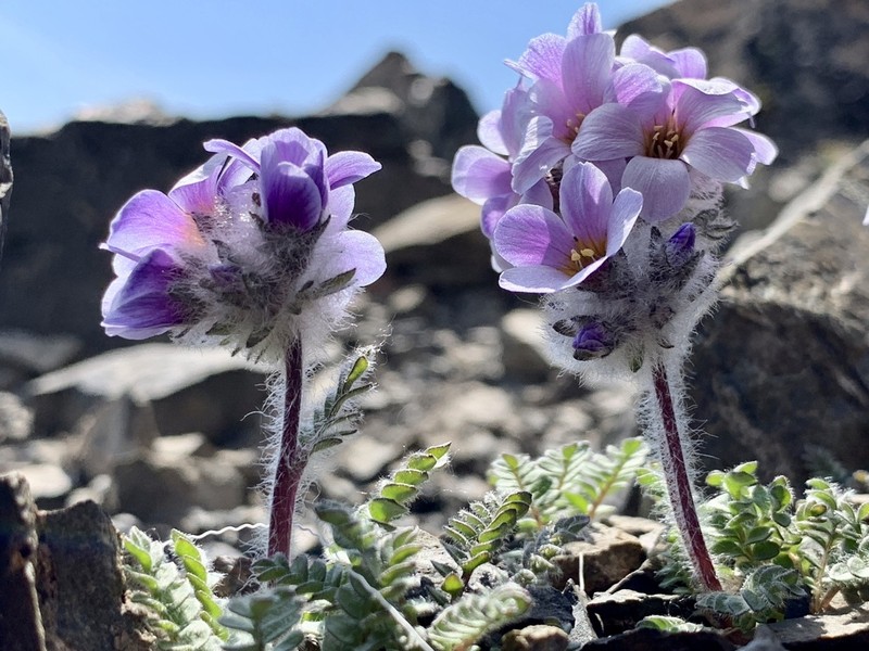 Polemonium villosissimum
