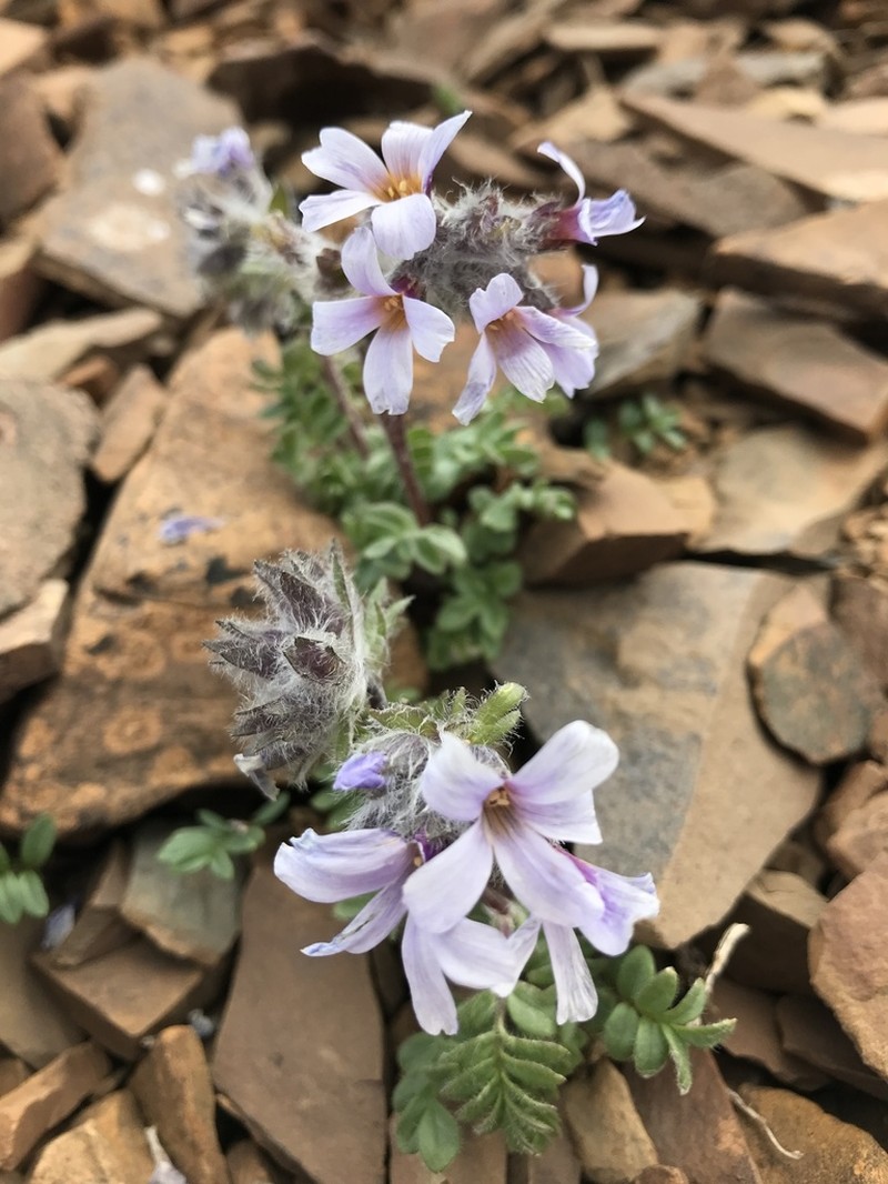 Polemonium villosissimum photo 3