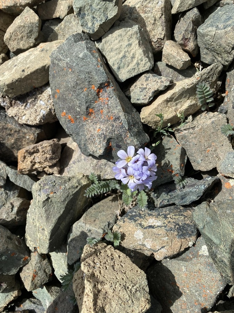 Polemonium villosissimum photo 4