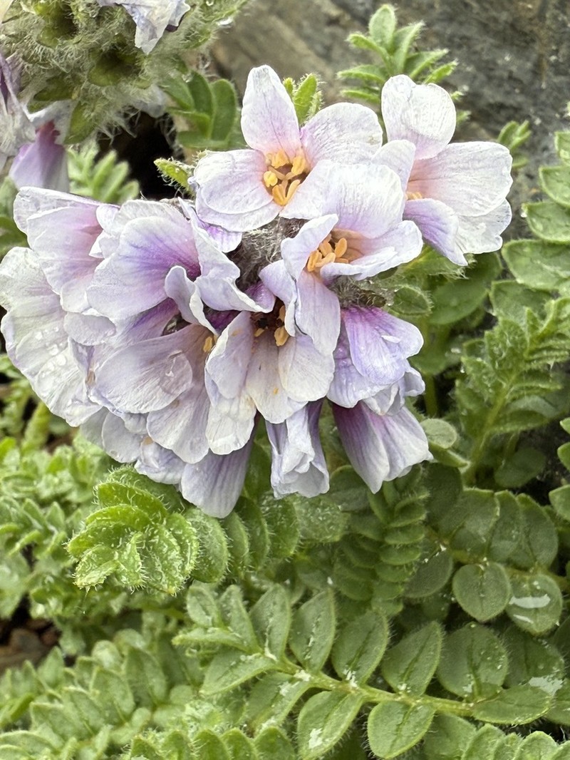 Polemonium villosissimum photo 5