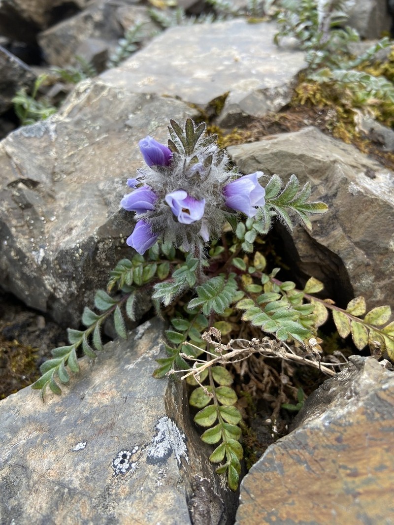 Polemonium villosissimum photo 6