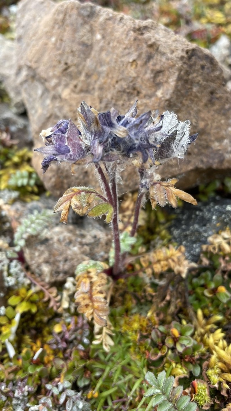 Polemonium villosissimum photo 7