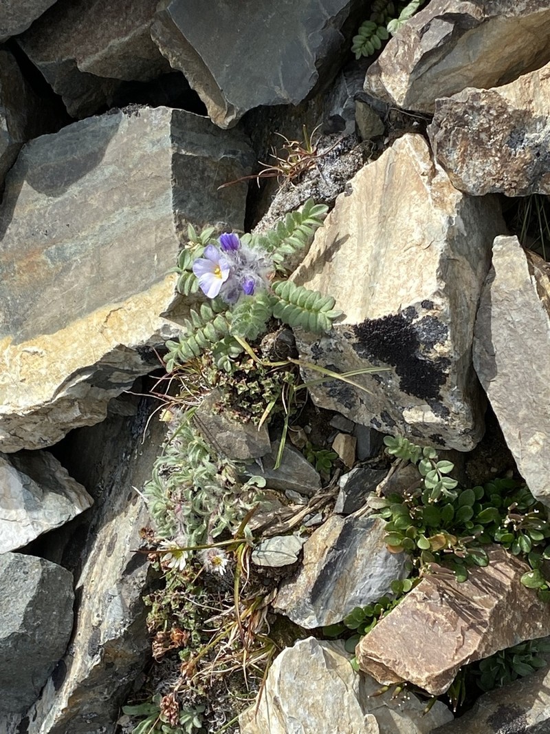 Polemonium villosissimum photo 8