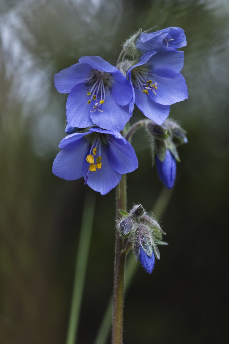 Tall Jacob's-Ladder photo 4