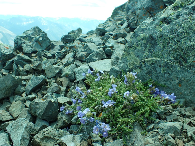 Sticky Polemonium photo 4