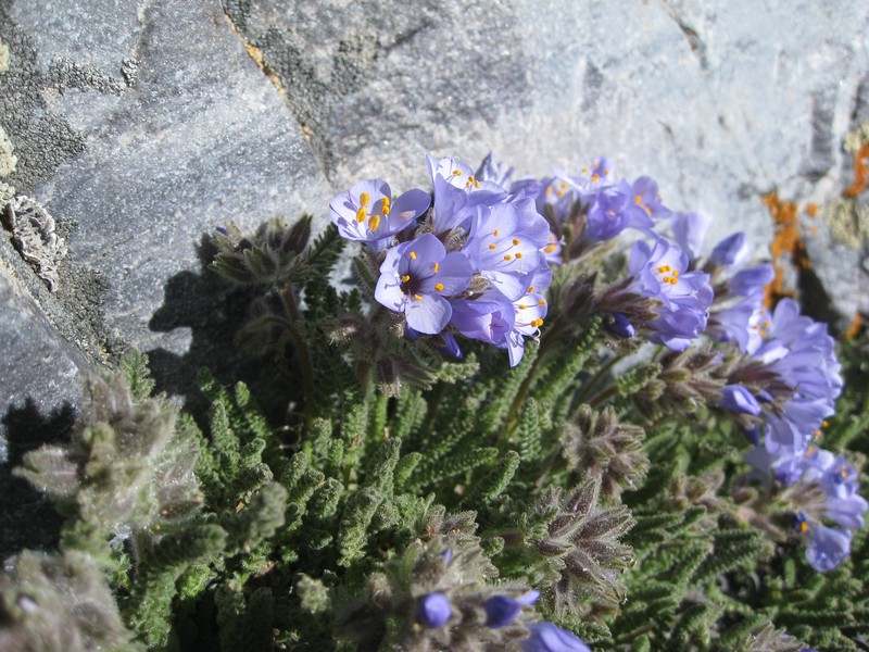 Sticky Polemonium