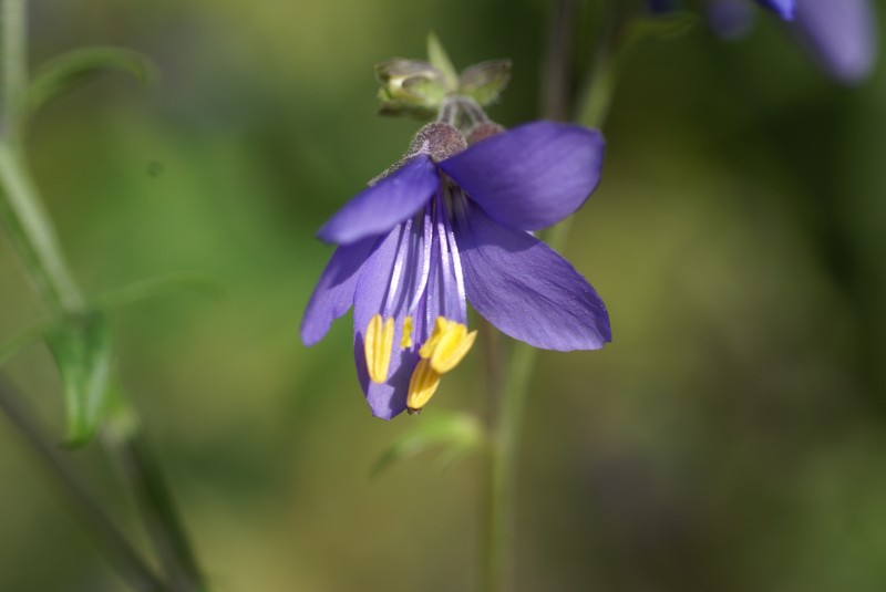 Sticky Polemonium photo 2