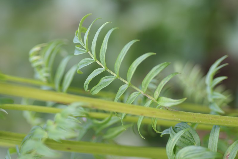 Sticky Polemonium photo 3