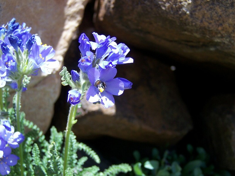 Sticky Polemonium photo 3