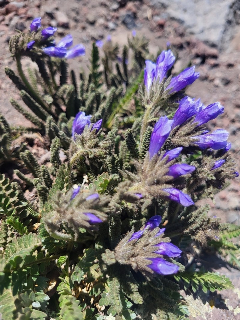 Sticky Polemonium photo 4