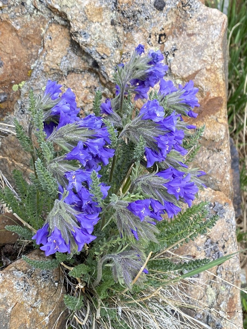 Sticky Polemonium photo 5