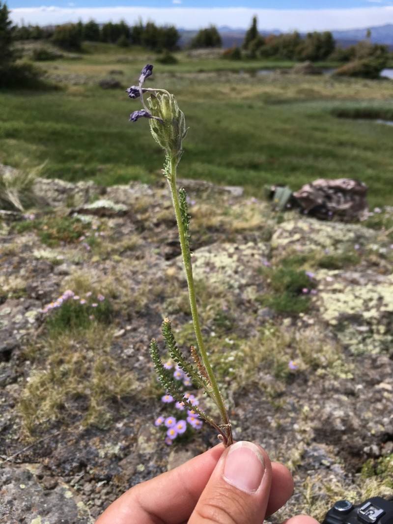 Sticky Polemonium photo 7