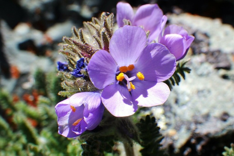 Sticky Polemonium photo 8