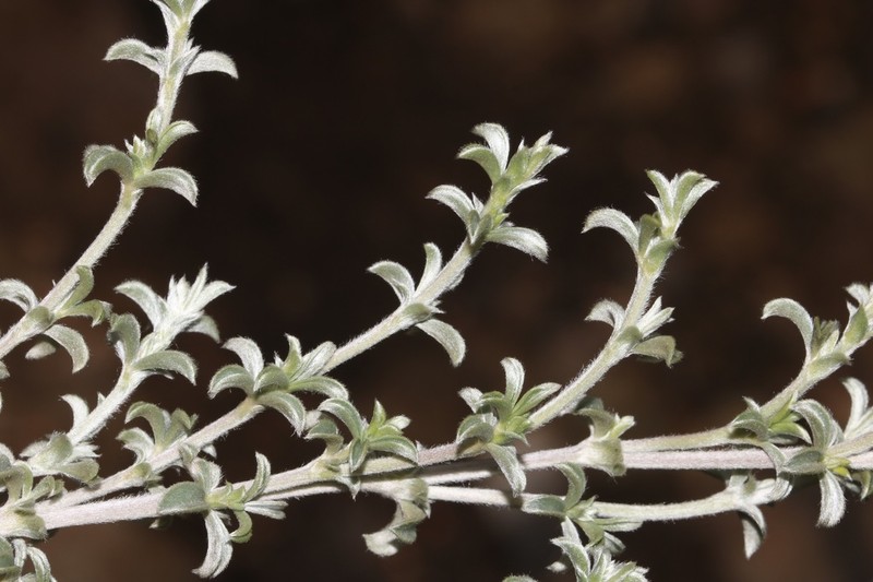 Polhillia fortunata