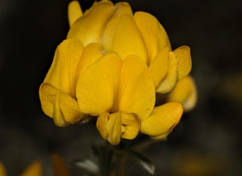 Polhillia fortunata photo 2
