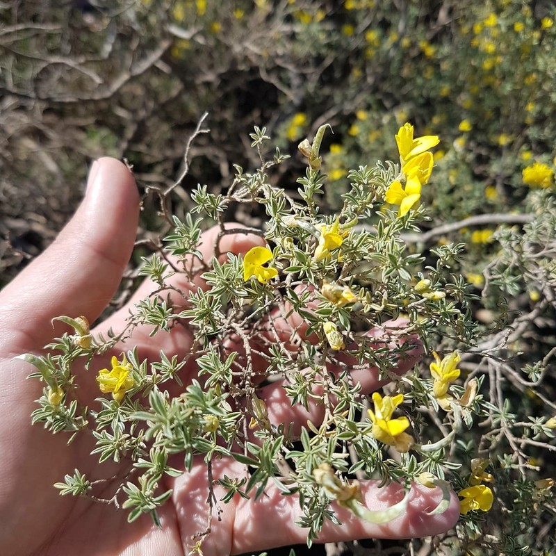 Polhillia groenewaldii