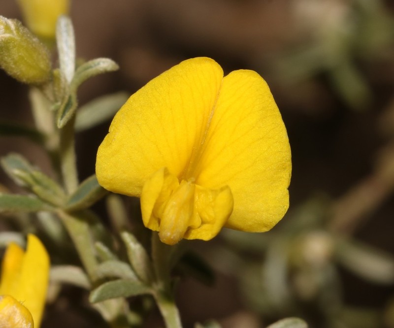 Polhillia groenewaldii photo 2