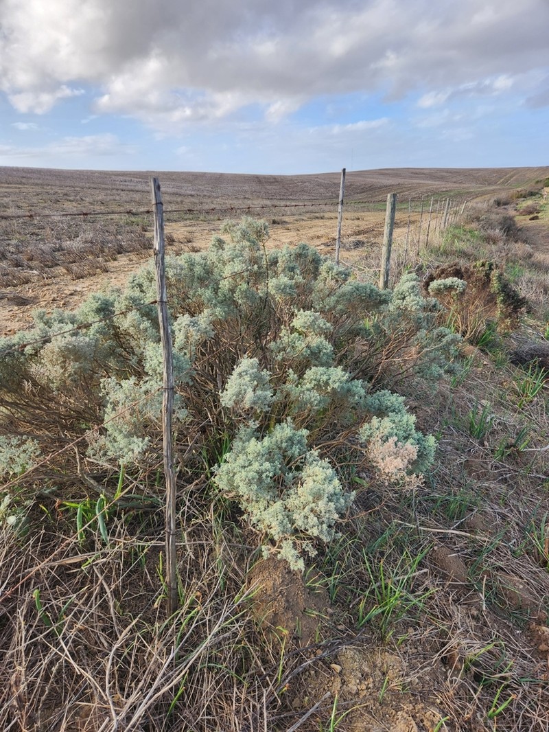 Polhillia stirtoniana