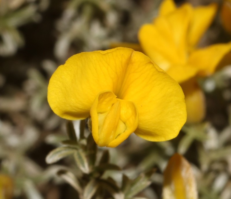 Polhillia stirtoniana photo 3