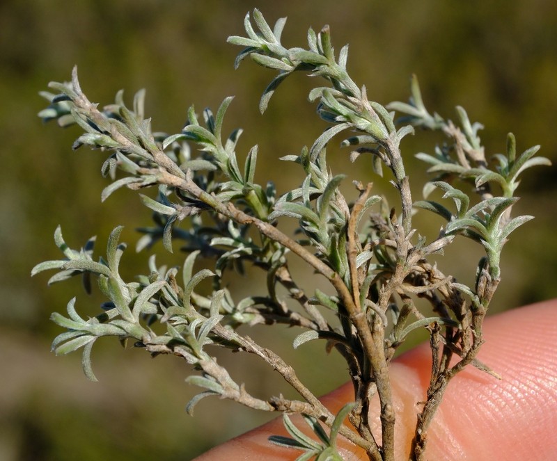 Polhillia stirtoniana photo 4