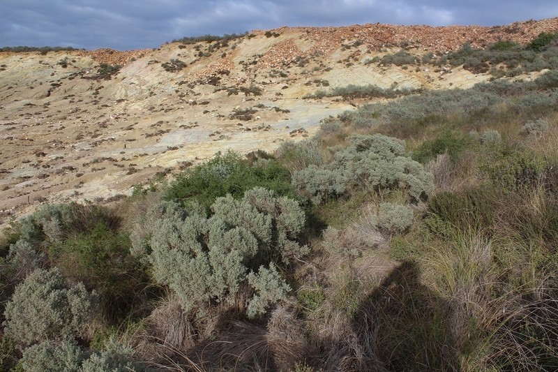 Polhillia stirtoniana photo 6