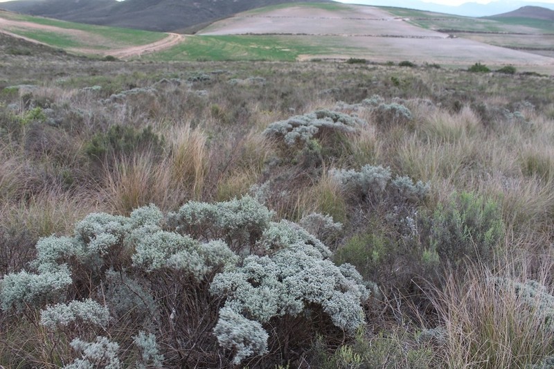Polhillia stirtoniana photo 7