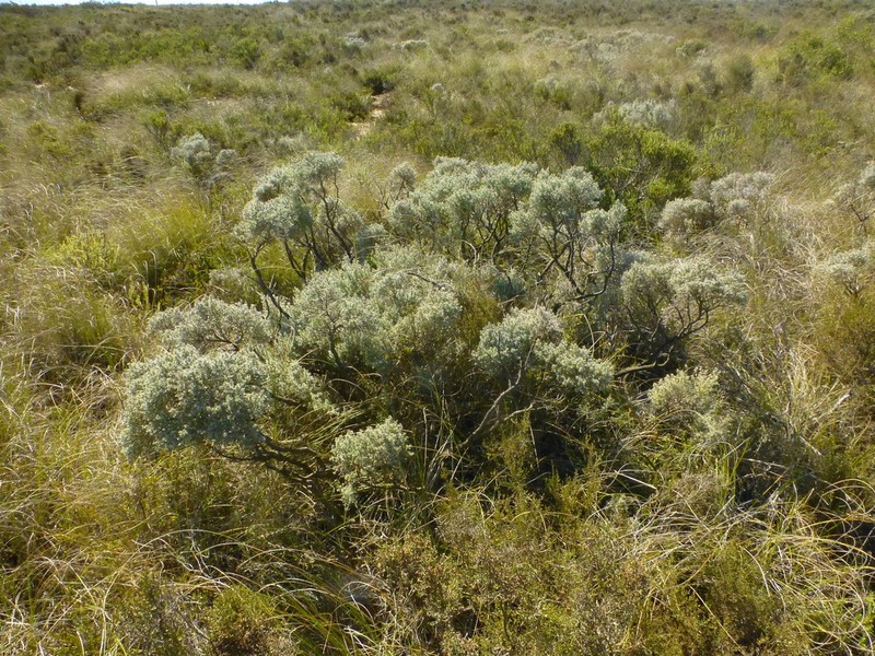 Polhillia stirtoniana photo 8