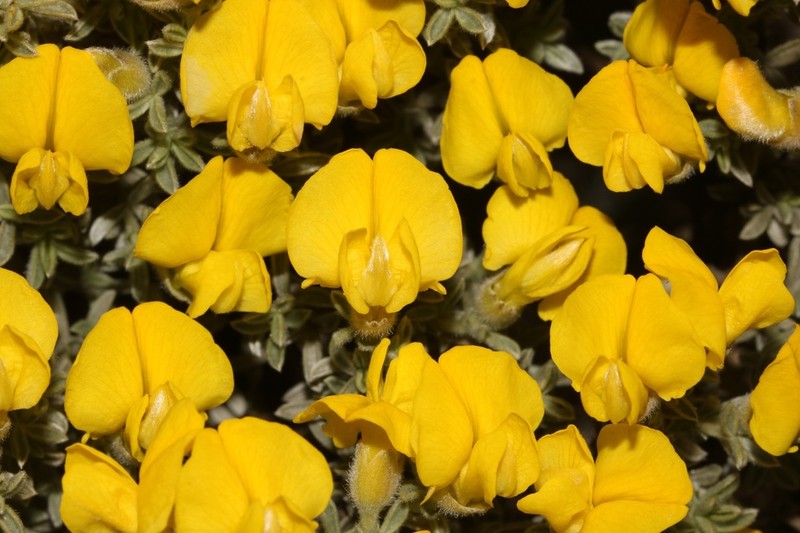 Polhillia xairuensis photo 2