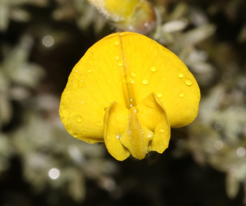 Polhillia xairuensis photo 3