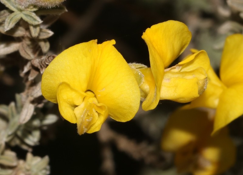 Polhillia xairuensis photo 4