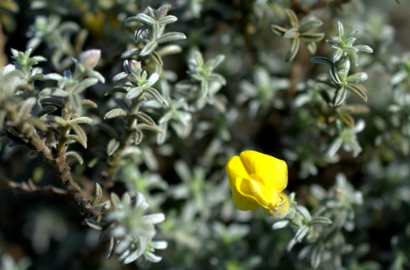 Polhillia xairuensis photo 5