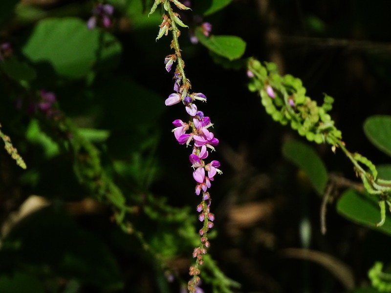 Polhillides velutina