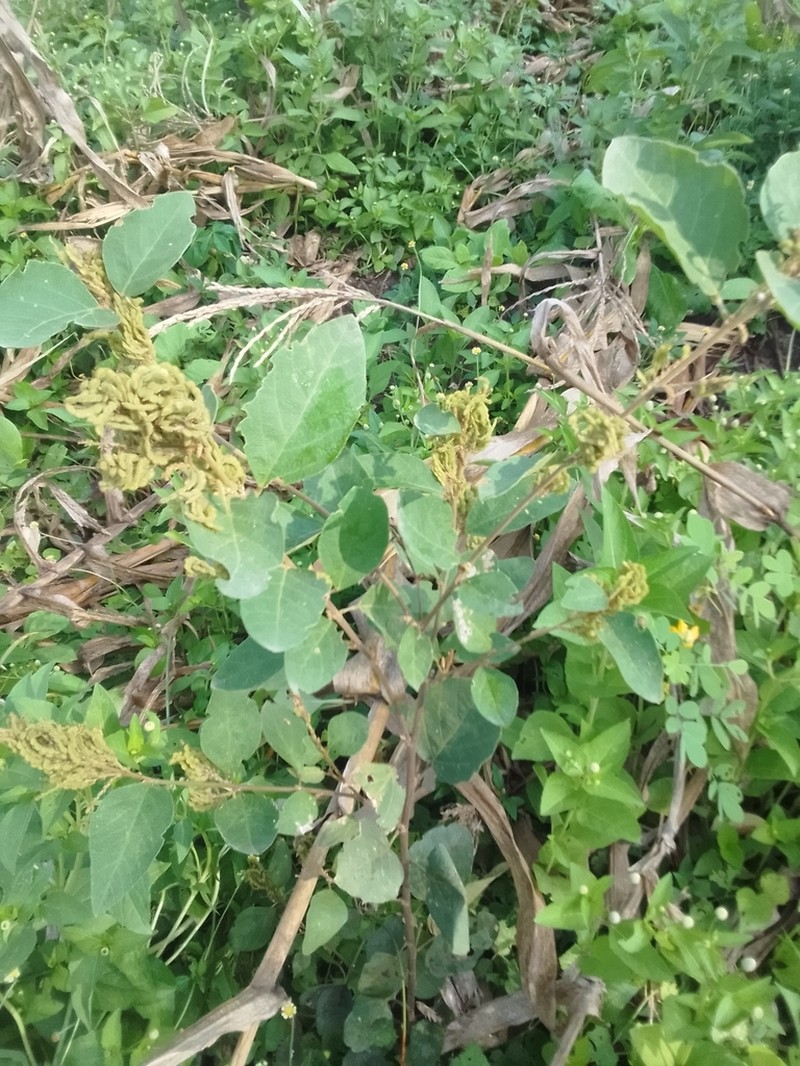 Polhillides velutina photo 2