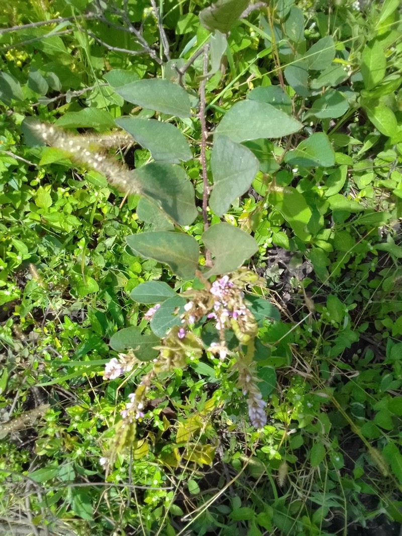 Polhillides velutina photo 3