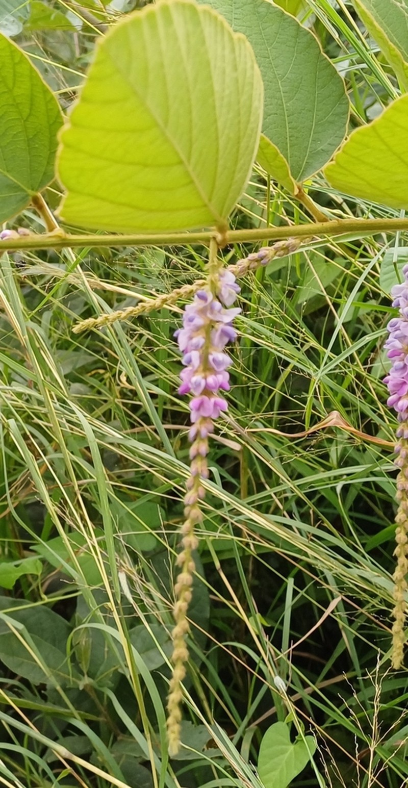 Polhillides velutina photo 5