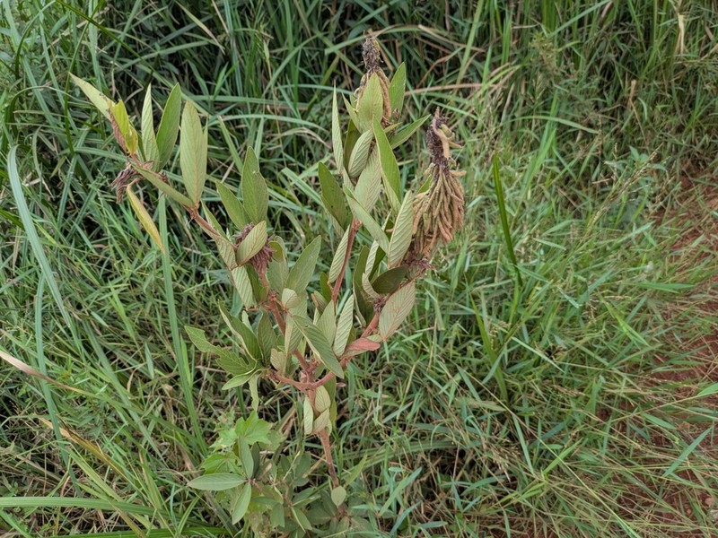 Polhillides velutina photo 6