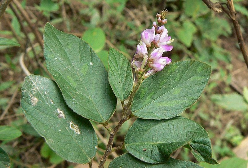 Polhillides velutina photo 8