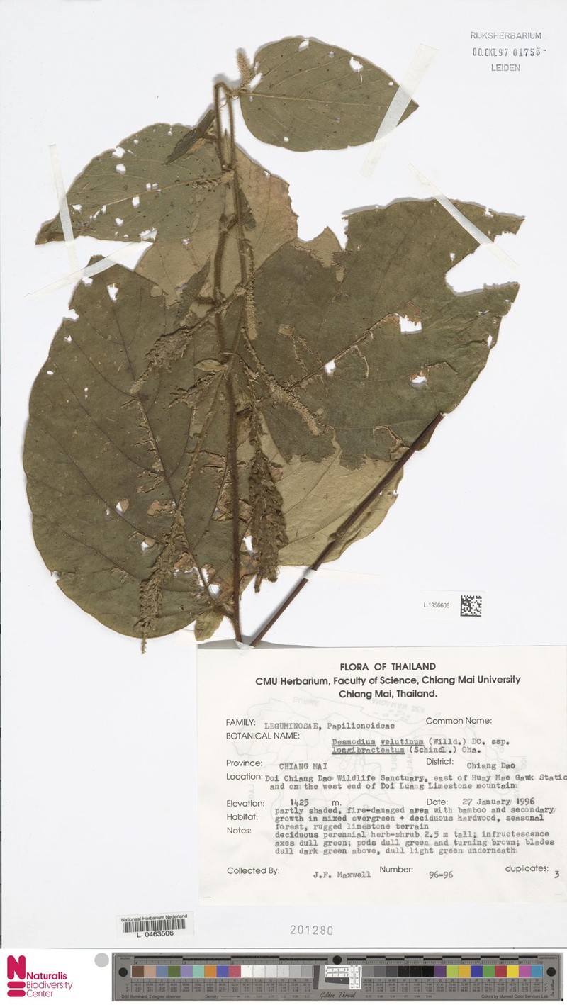 Polhillides velutina subsp. longibracteata