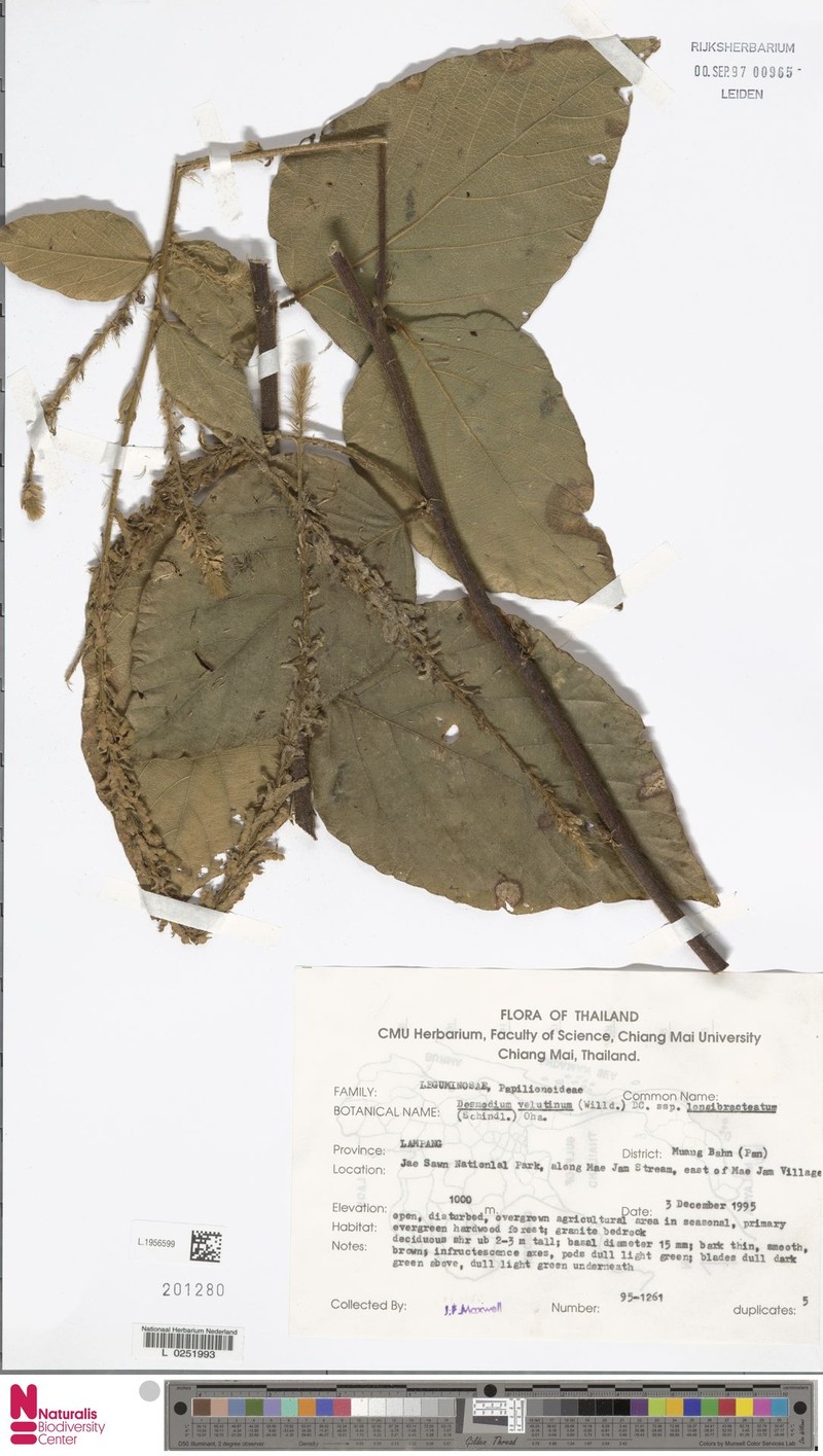 Polhillides velutina subsp. longibracteata photo 2
