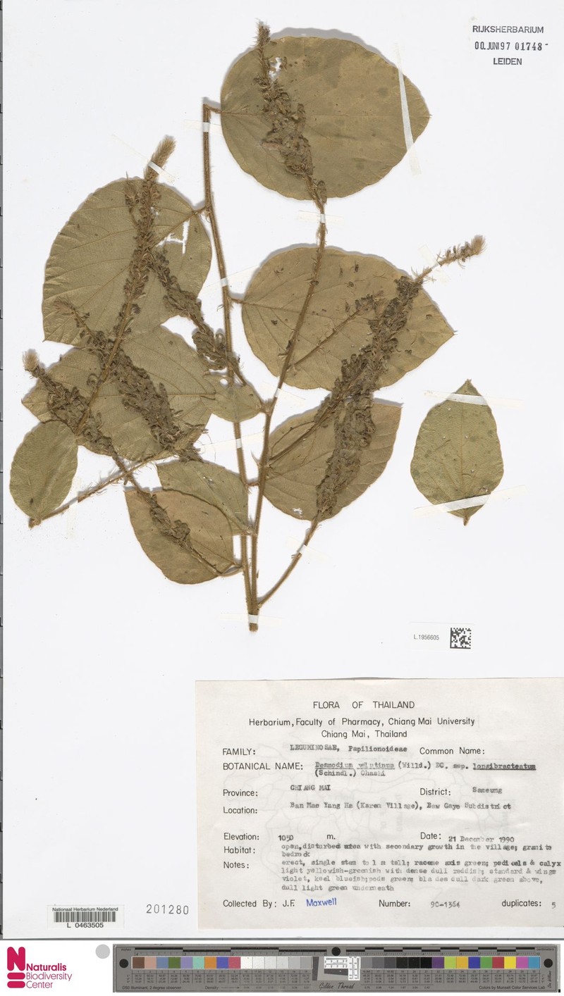 Polhillides velutina subsp. longibracteata photo 3