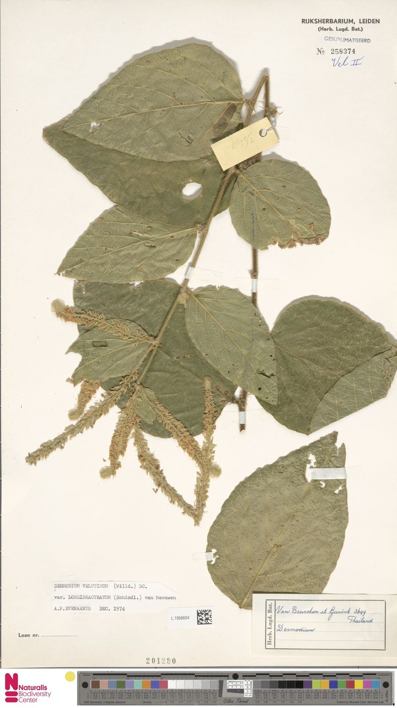 Polhillides velutina subsp. longibracteata photo 4