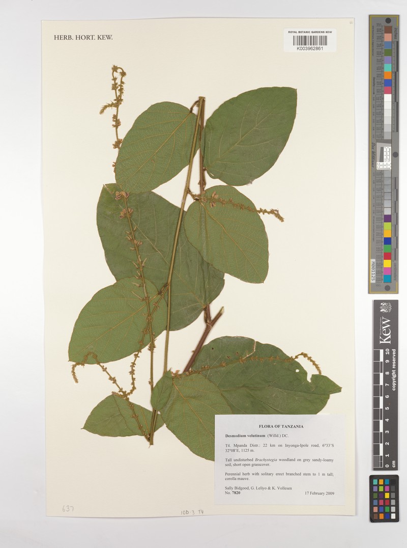 Polhillides velutina subsp. velutina