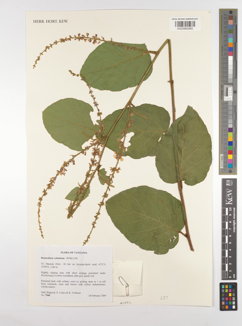 Polhillides velutina subsp. velutina photo 2