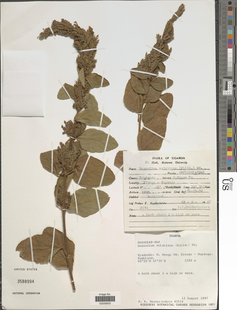 Polhillides velutina subsp. velutina photo 3