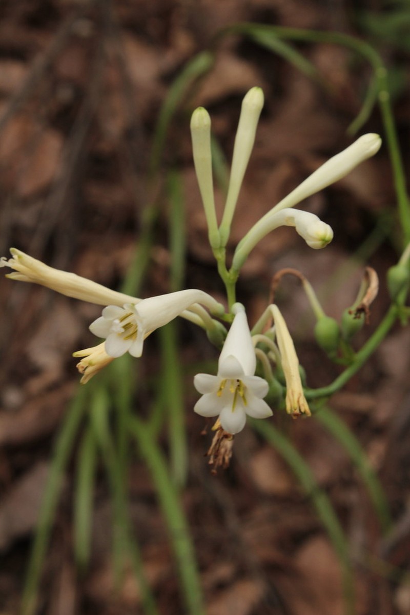 Polianthes aarodriguezii photo 3