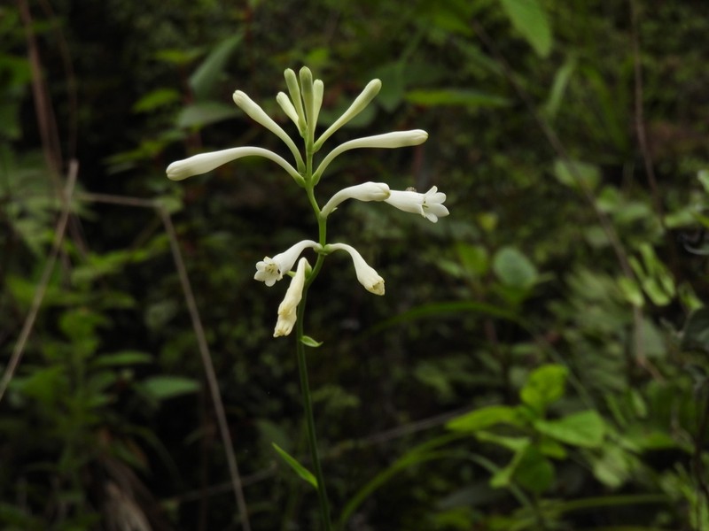 Polianthes aarodriguezii photo 4