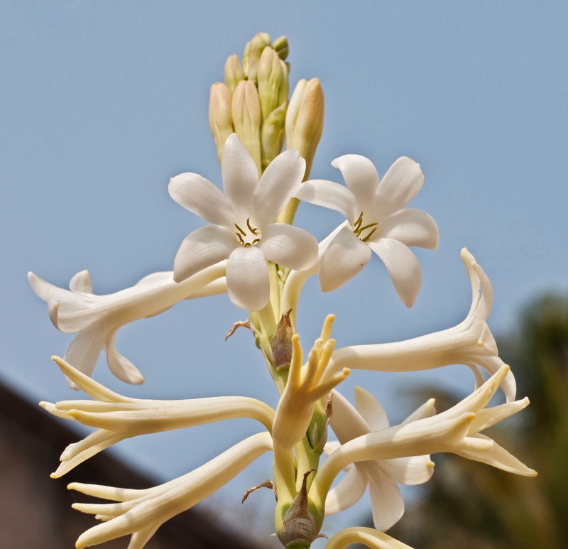 Tuberose photo 5