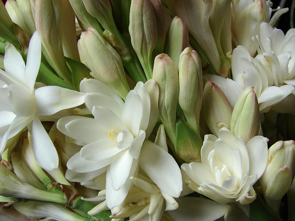 Tuberose photo 6