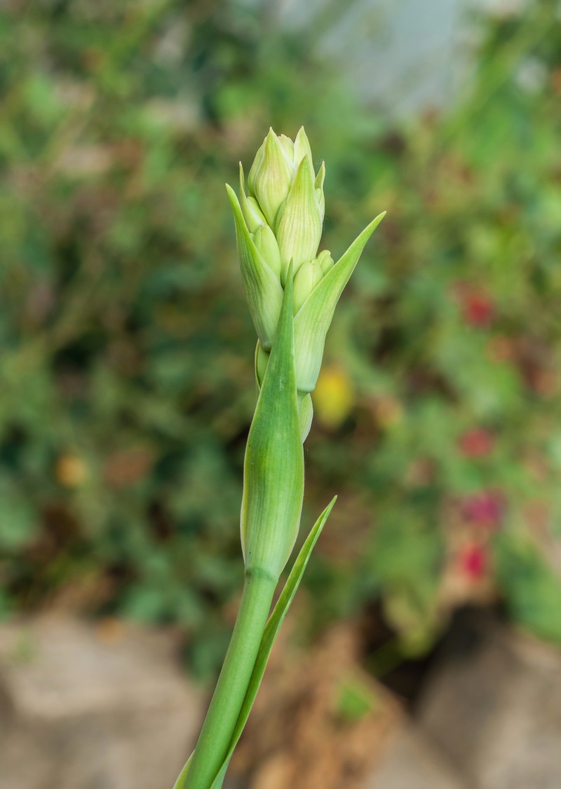 Tuberose photo 2